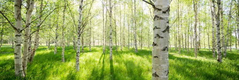 KÄÄPÄ Forest